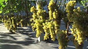 Виноград Солярис 2024г.