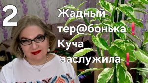 2 часть. Жадный тер@бонька❗️Куча Заслужила❗️