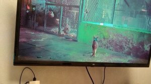 Коту пофиг на них ему кайф