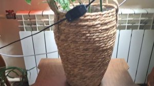 Продолжаю обновление цветочной комнаты