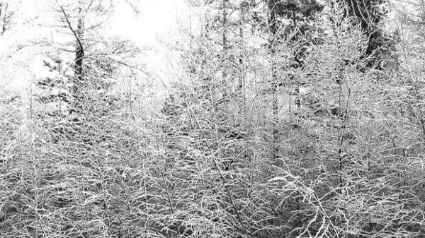 Белоствольная Русь