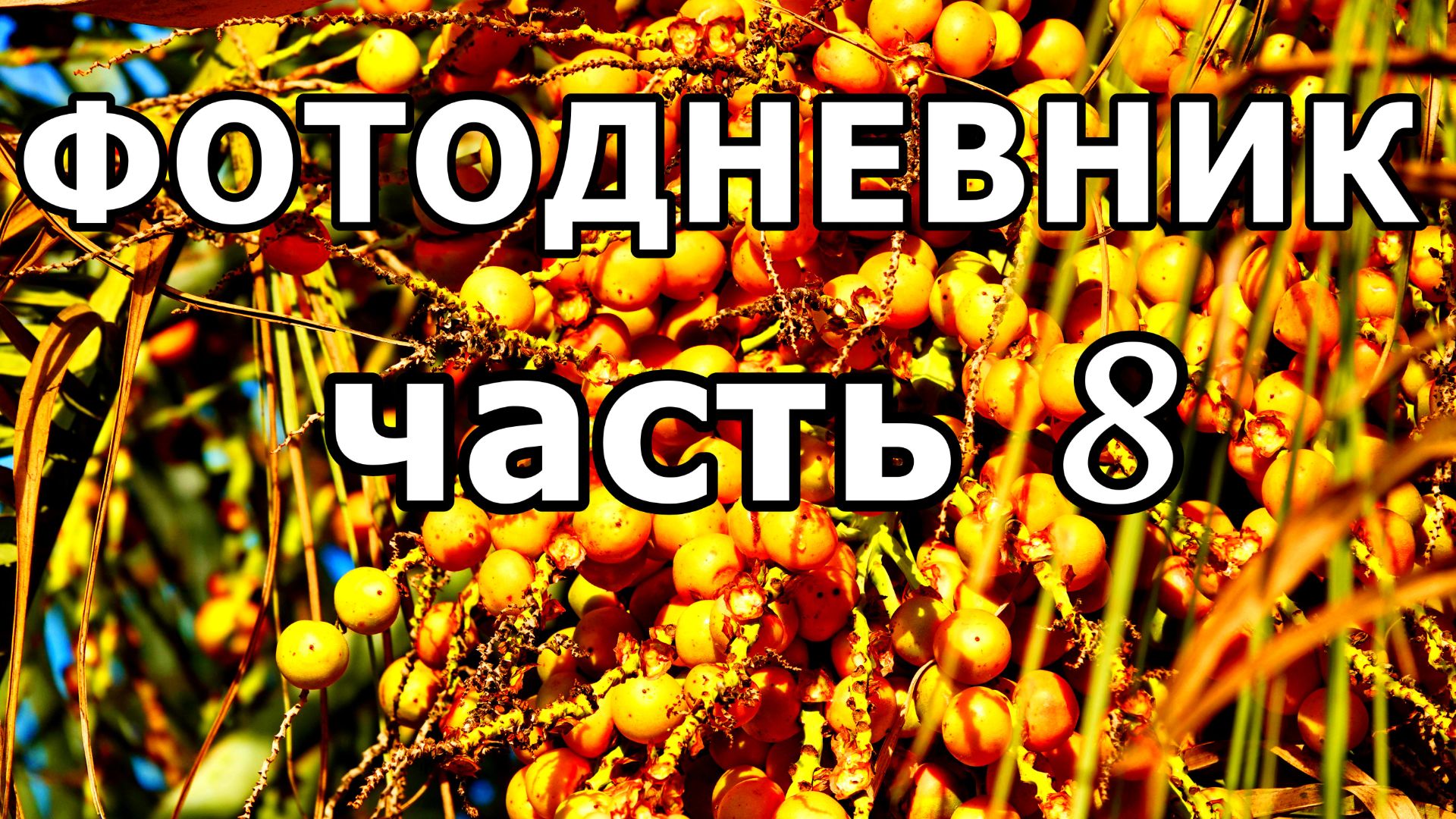 ПАРК «ЮЖНЫЕ КУЛЬТУРЫ»! РОЗЫ, КИПАРИСЫ, ПАЛЬМЫ! ФОТО СЛАЙД-ШОУ. АДЛЕР. 23 НОЯБРЯ 2025 ГОДА. смотреть онлайн