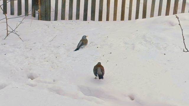 В гости прилетали дрозд-рябинник, сова и свиристели.🐦🐦🐦 смотреть онлайн