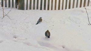 В гости прилетали дрозд-рябинник, сова и свиристели.🐦🐦🐦