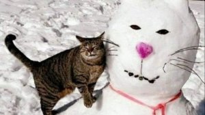 Приколы с котами! С ОЗВУЧКОЙ! Смешные коты и кошки ржака