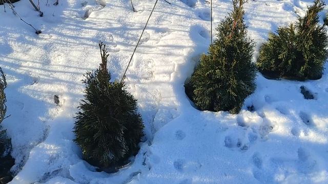 Как защитить хвойные растения весной от солнечных ожогов? #растения #хвойные #весна #многолетники смотреть онлайн