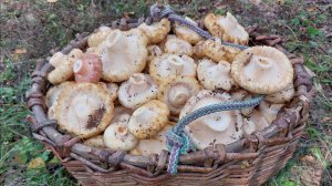 Сколько грибов! Глаза разбежались) Грузди, белые грибы. Жизнь в деревне. В лесу