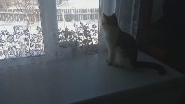 ГОТОВИМСЯ к ВЕСНЕ / Я на КУХНЕ / НА ЛИНЕЙКЕ../ СНЕЖНЫЙ УРАЛ смотреть онлайн