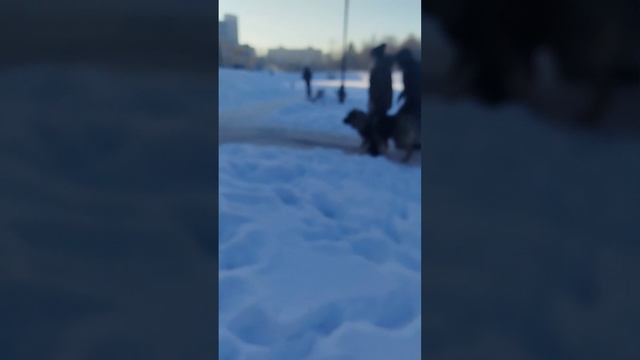 Социализация  городская среда#кавказская овчарка #7 месяцев.