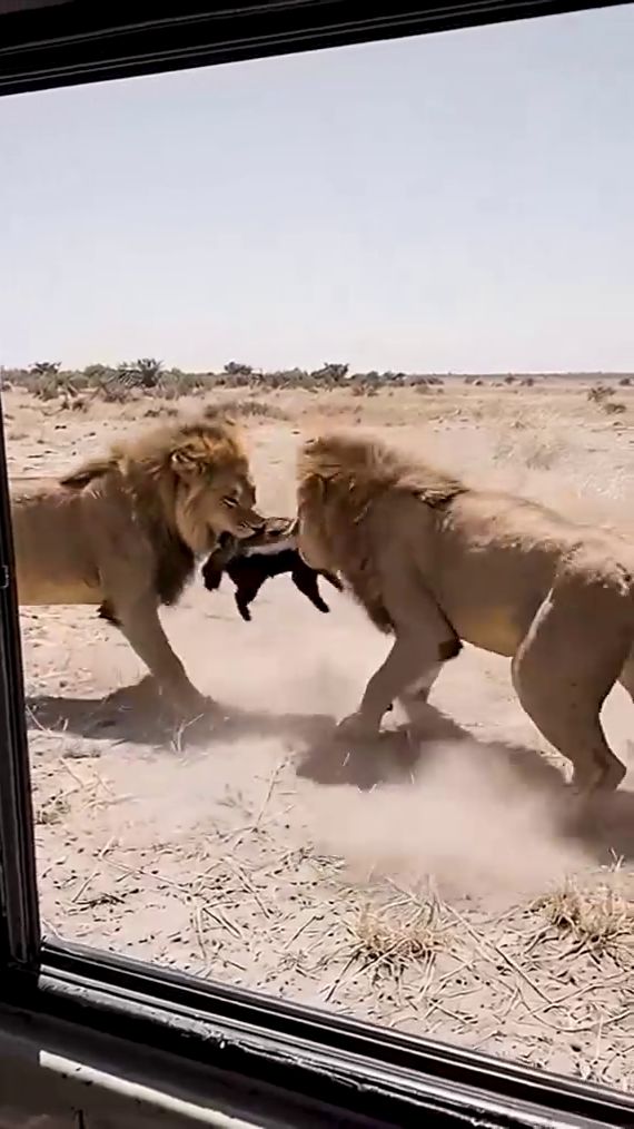 Львы поймали медоеда [ai] смотреть онлайн