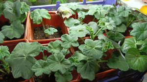 Укоренённые черенки пеларгоний. Подкармливаю. Рассказываю.