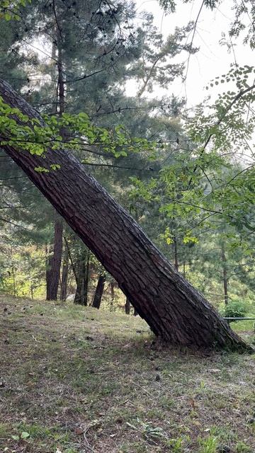 Магия природы! Слушам звуки цикад!