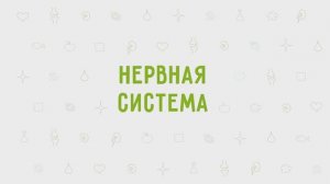3.14 - Нервная система
