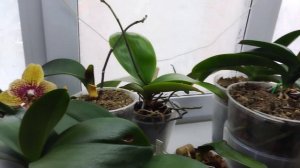 Без прикрас. Полоса невезения, потерь и печали 😔