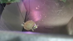 Чепаянварь 2026 - красноухая черепашка Манго!