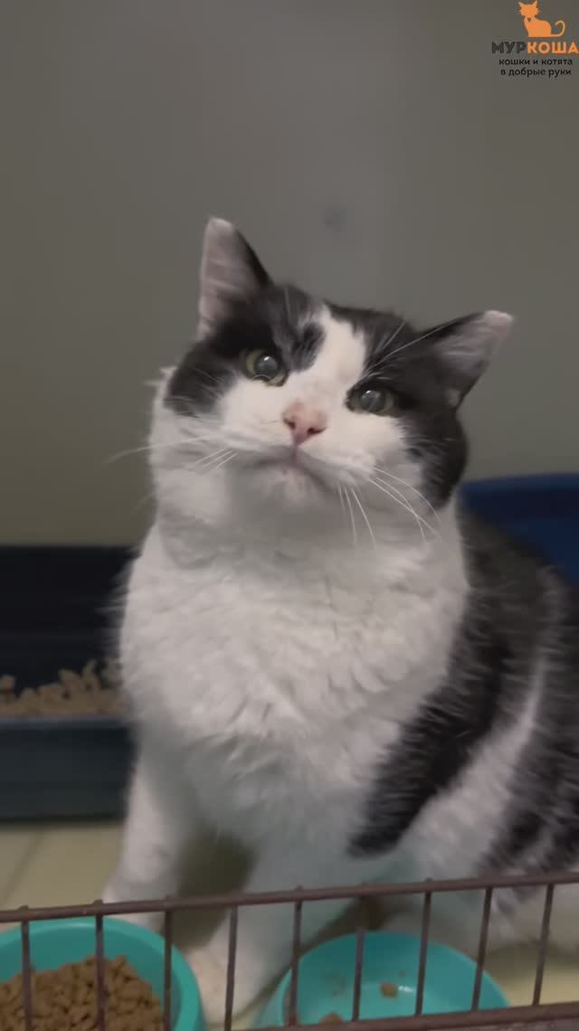 Бонито ждёт вас в приюте #Муркоша смотреть онлайн