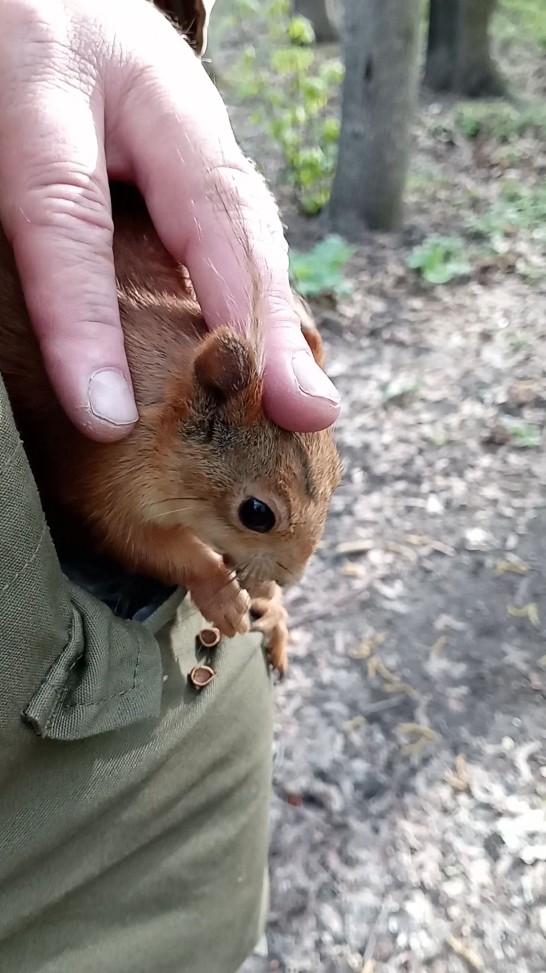 Карманная белка смотреть онлайн