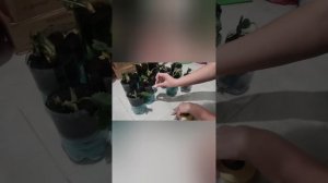 Саженцы клубники из валберис, посадка зимой 🍓🍓🍓