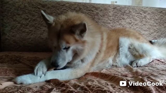 Мой верный пёс смотреть онлайн