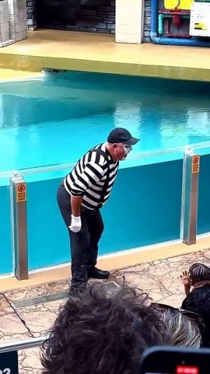 Том Мим Шоу