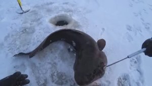 ВОТ ЭТО МОНСТРЫ!!! ПЕРВЫЙ ЛЕД НА РЕКЕ! Первый лед 2024-25. Зимняя рыбалка.