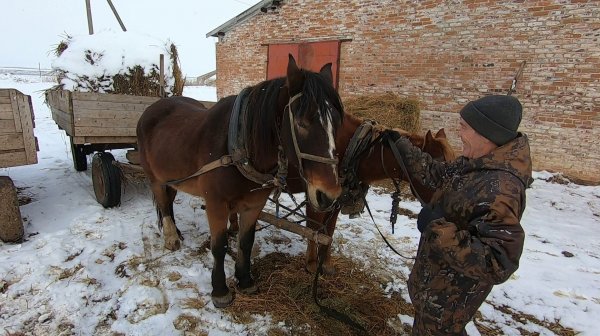 Архивное видео. Как это было! (часть 30) Овцеферма.