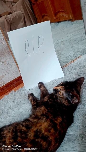 МОЁ ДОМАШНЕЕ ЧУДО ЮДО смотреть онлайн