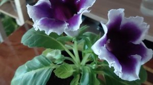 Глоксиния Импресс Блю Пикоти