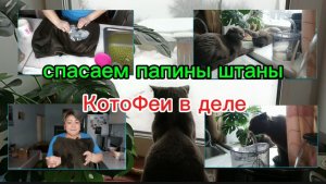 Выводим жирное пятно и мои КотоФеи сняты скрытой камерой