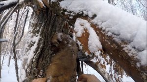 Охота на куницу. Две куницы с путика(Будни охотника и рыбака)