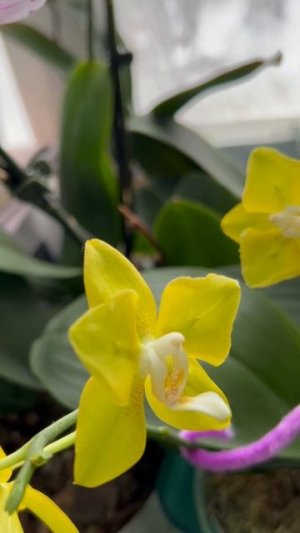 За окном опять снегопад, а на окне весна 🌸