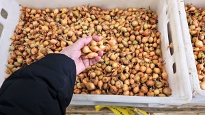 Магазин Светофор.Привезли лук севок.Февраль 2026