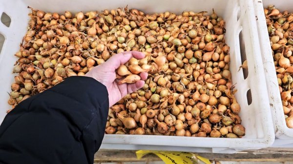 Магазин Светофор.Привезли лук севок.Февраль 2026