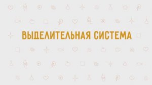 3.13 - Выделительная система