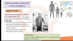 Лекция 7.1 Заболевания гипофиза