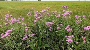 Луговые цветы. Соссюрея горькая