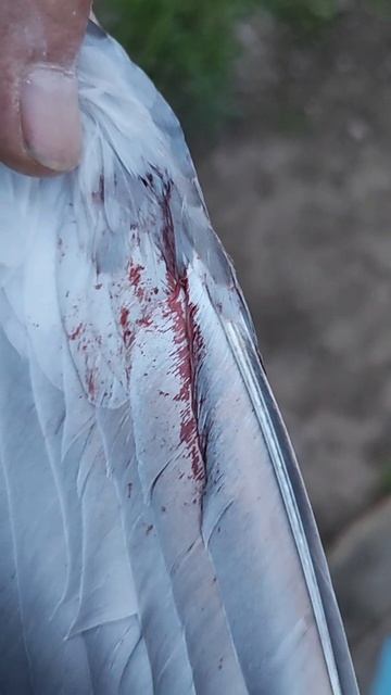 Голуби разбили крылья! 😱