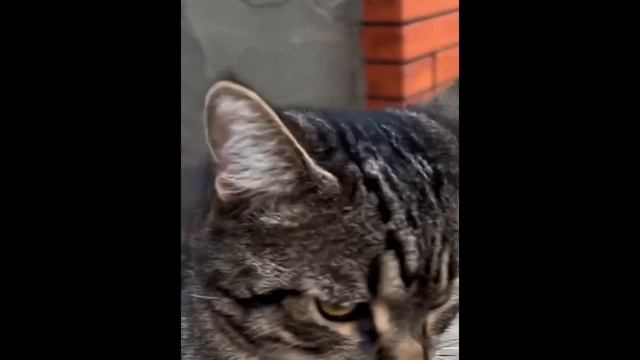 КАМЕРУ ВЫКЛЮЧИ! смотреть онлайн