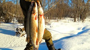 ОФИГЕТЬ! ЭТИ РЫБИНЫ ПОЕДАЮТ ВСЁ ЧТО ШЕВЕЛИТСЯ. ДУРАЧИЙ КЛЁВ в глухозимье.