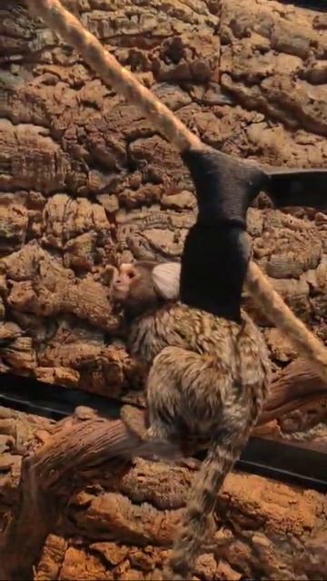 Лямблиоз у карликовой игрунки - после операции смотреть онлайн