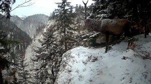 Кадры из жизни диких животных