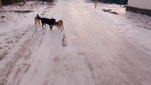 Пёс Пёс Пёс 97 серия  VID_20260204 «jimmvista» ♻️✏️ 👀 👂