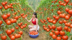 Сбор урожая крупных сочных зимних помидоров для продажи на деревенском рынке.