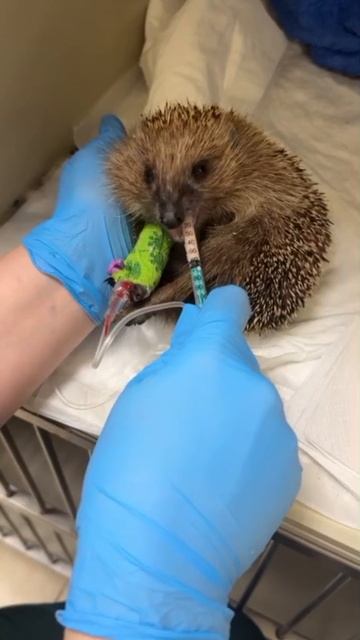 Ежиха в стационаре смотреть онлайн