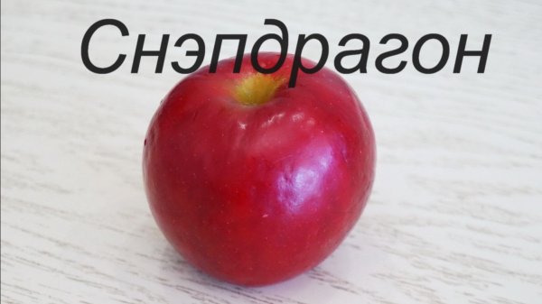 Снэпдрагон (SnapDragon) - новый сорт яблони