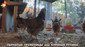 Куриная рутина – что делают куры на выгуле 😂 эпизод (128)