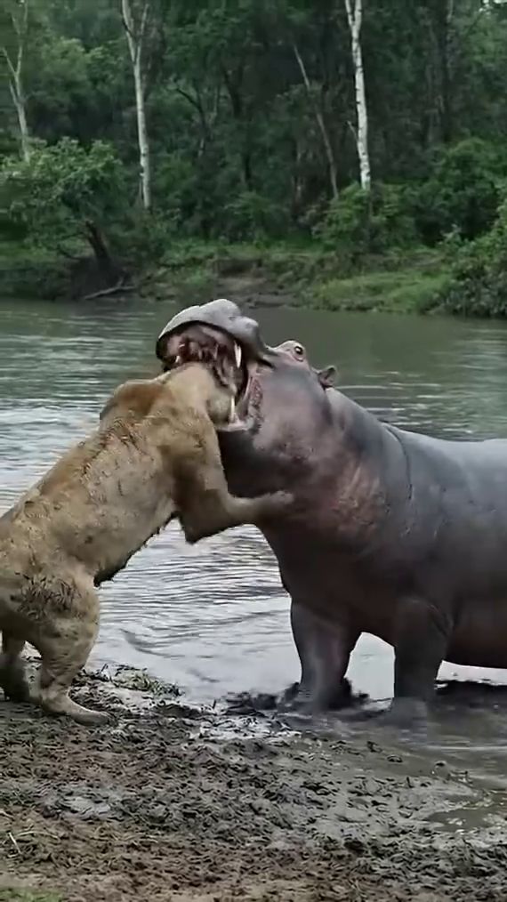 Львица что-то ищет в пасти у Бегемота смотреть онлайн