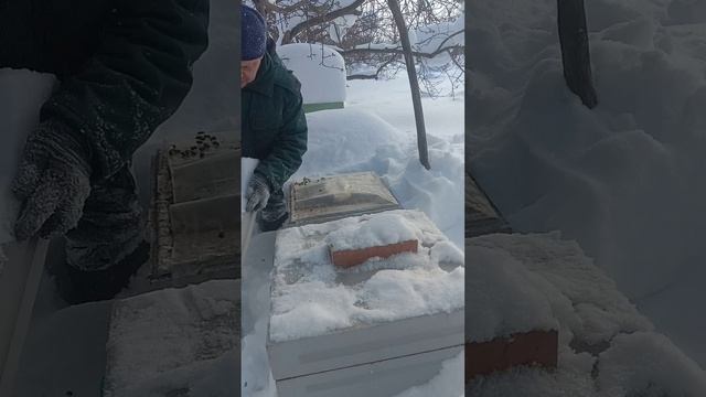 Пробираюсь через сугробы до пчёл