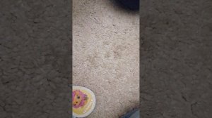 VID_20260207_181212.mp4