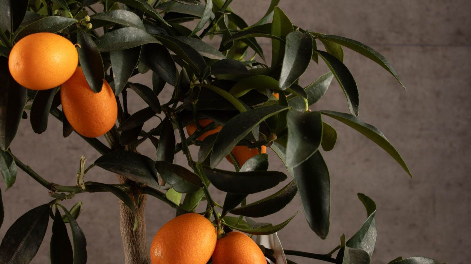 Саженцы с маркетплейса,Мандарин и Кумкват,развод или нет?как такое вообще возможно!